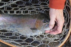 Full Day Fly Fishing Guide Trip - Fly Fishing Charlotte