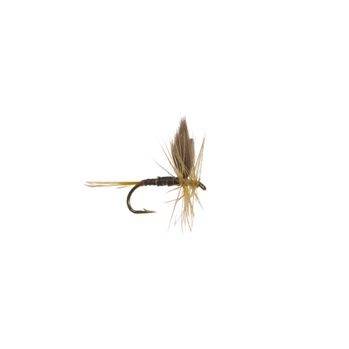 Ginger Quill - Fly Fishing Charlotte